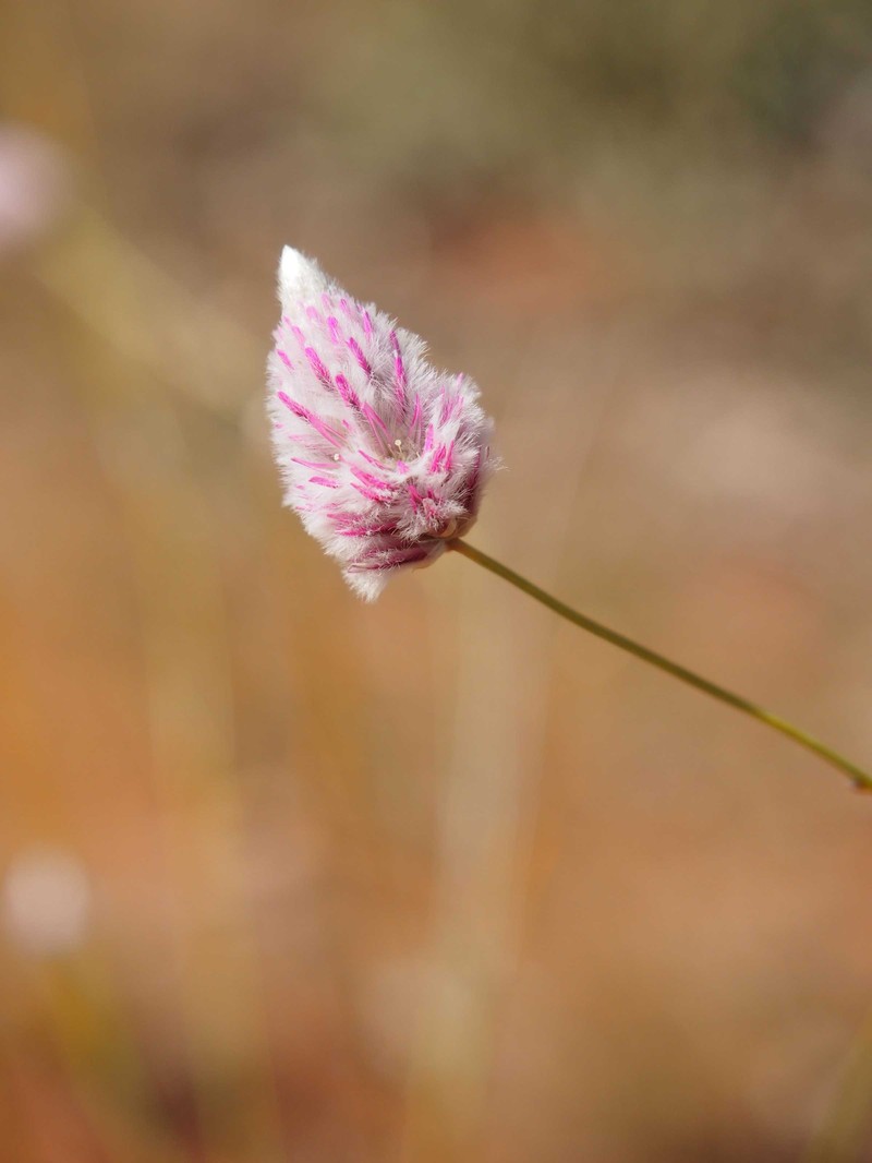 Ptilotus calostachyus photo 2