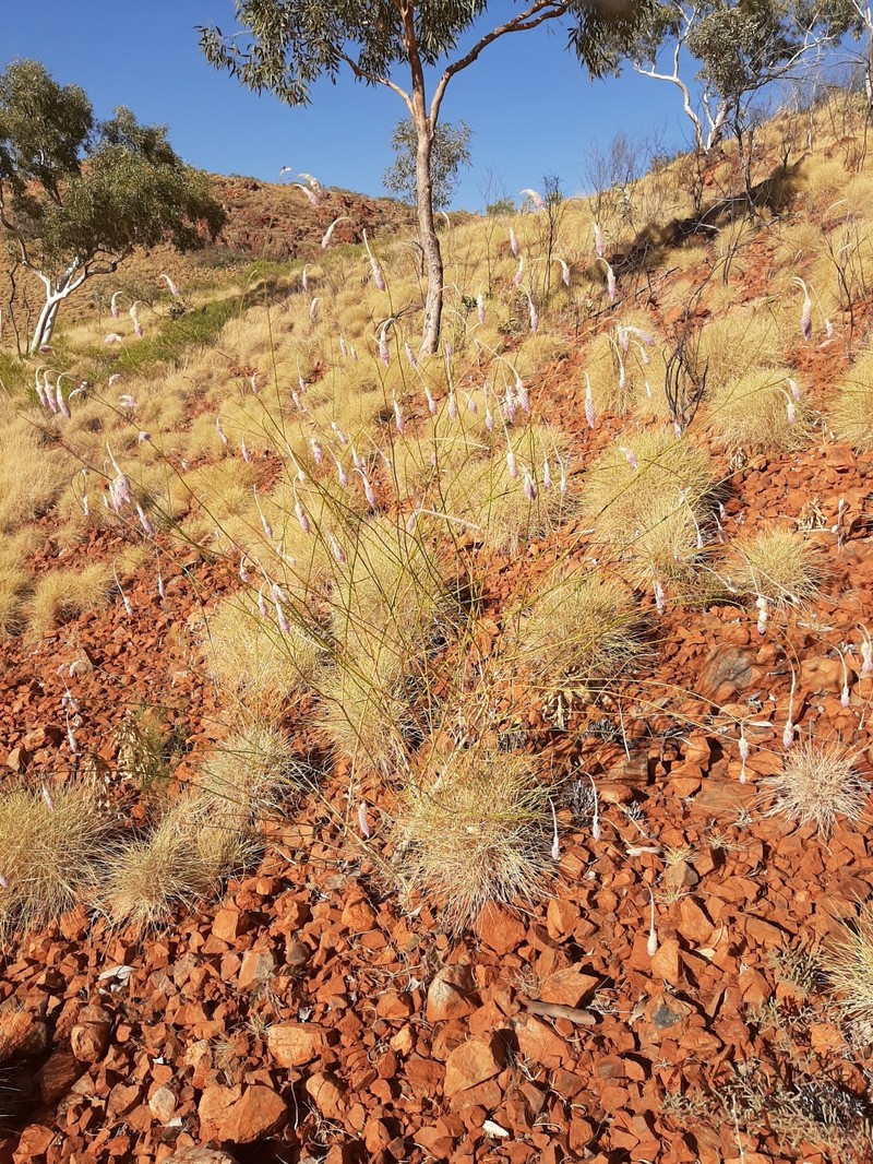 Ptilotus calostachyus photo 3