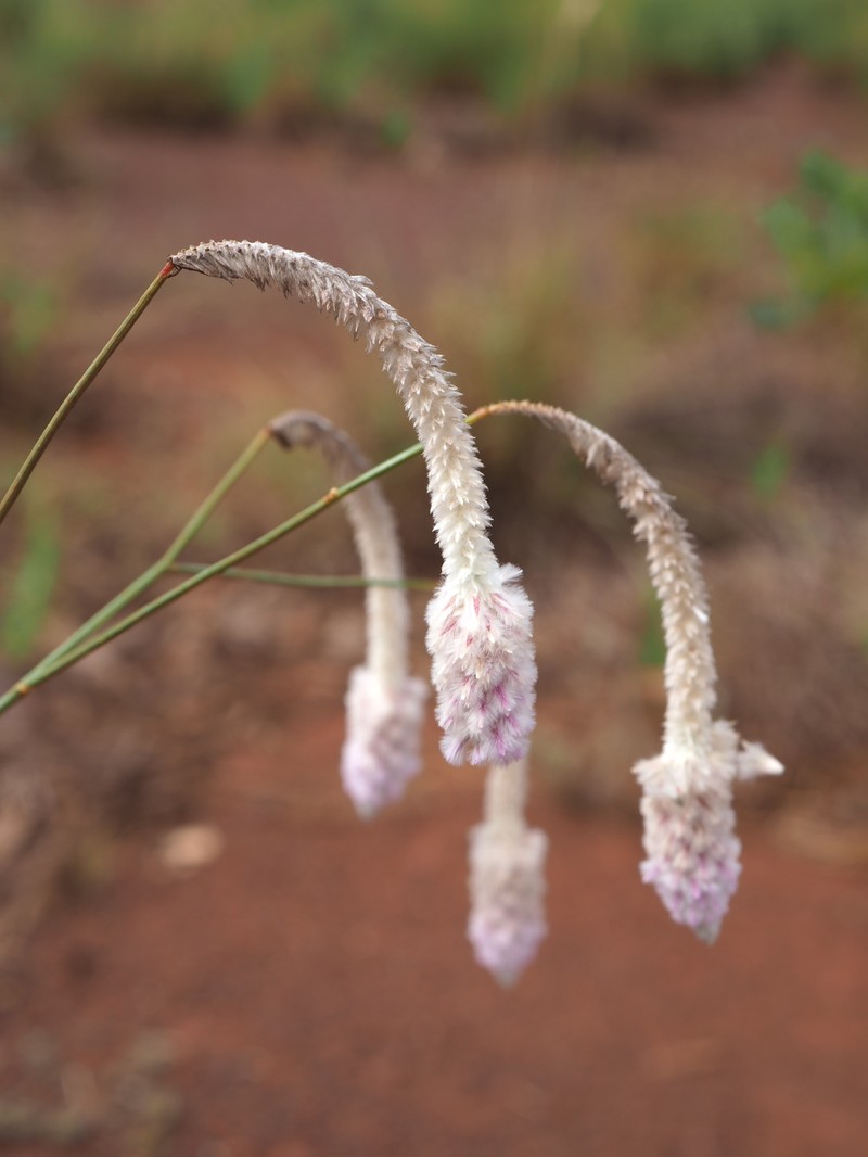 Ptilotus calostachyus photo 4