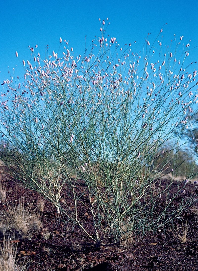 Ptilotus calostachyus photo 5