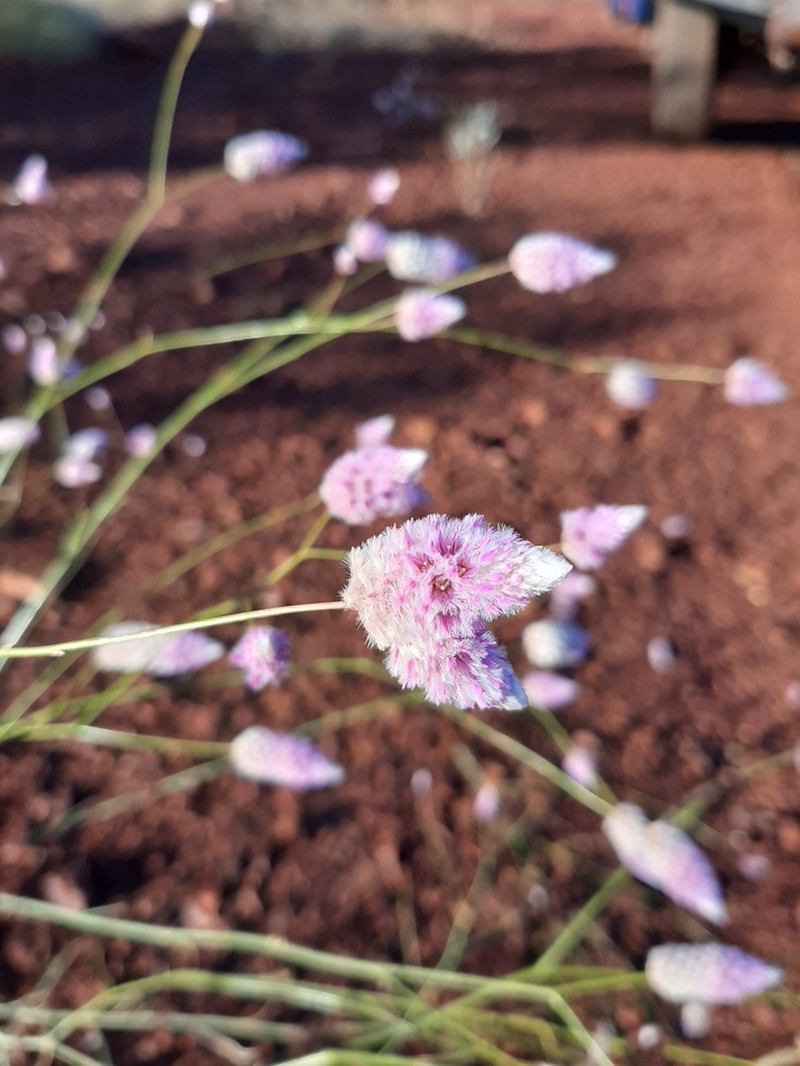 Ptilotus calostachyus photo 7