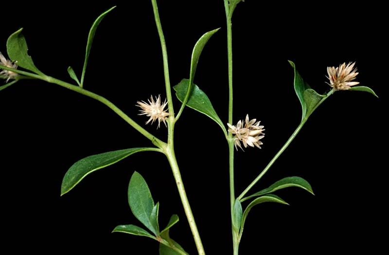 Ptilotus capitatus