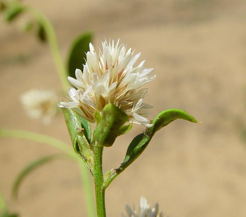 Ptilotus capitatus photo 2