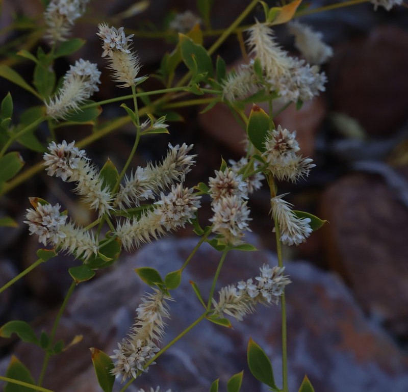 Ptilotus capitatus photo 4