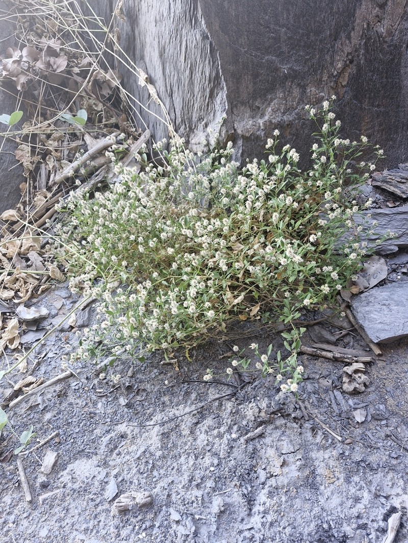 Ptilotus capitatus photo 5