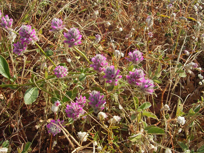 Ptilotus carinatus