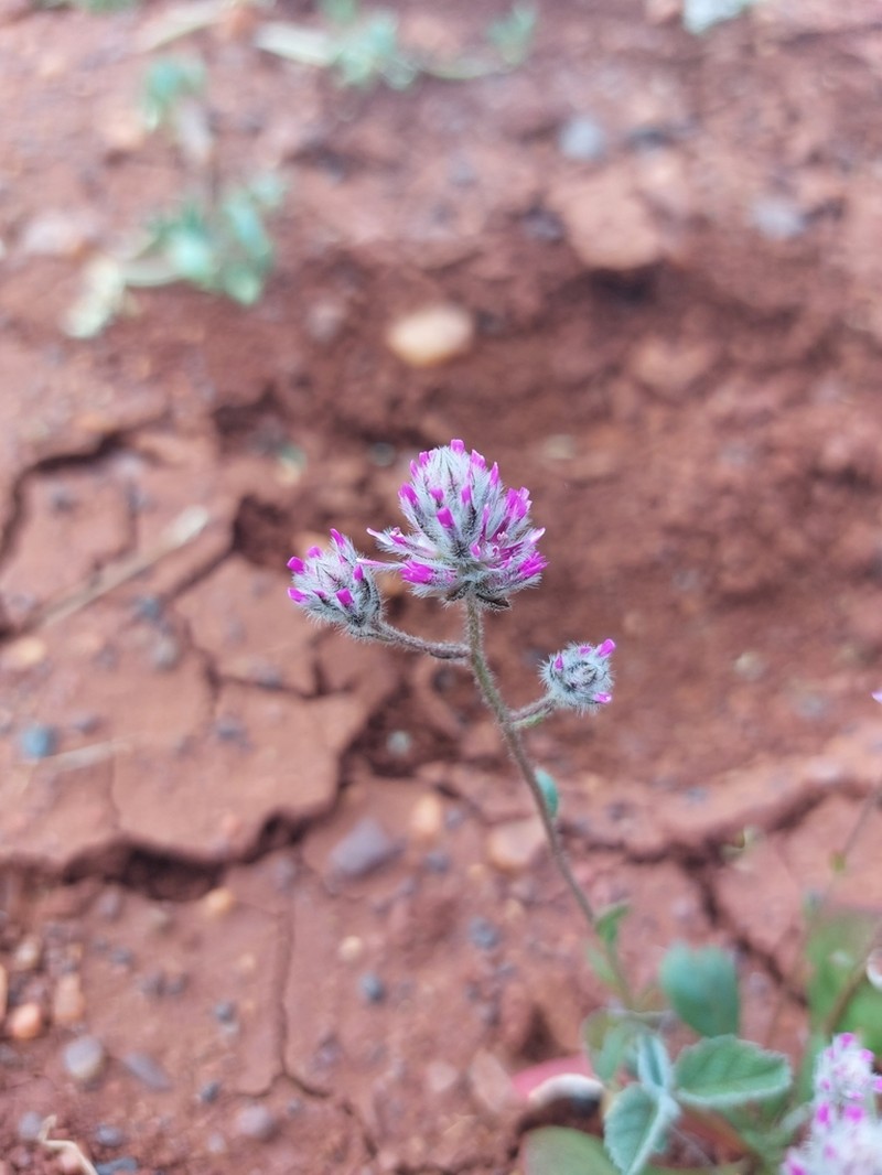 Ptilotus carinatus photo 4
