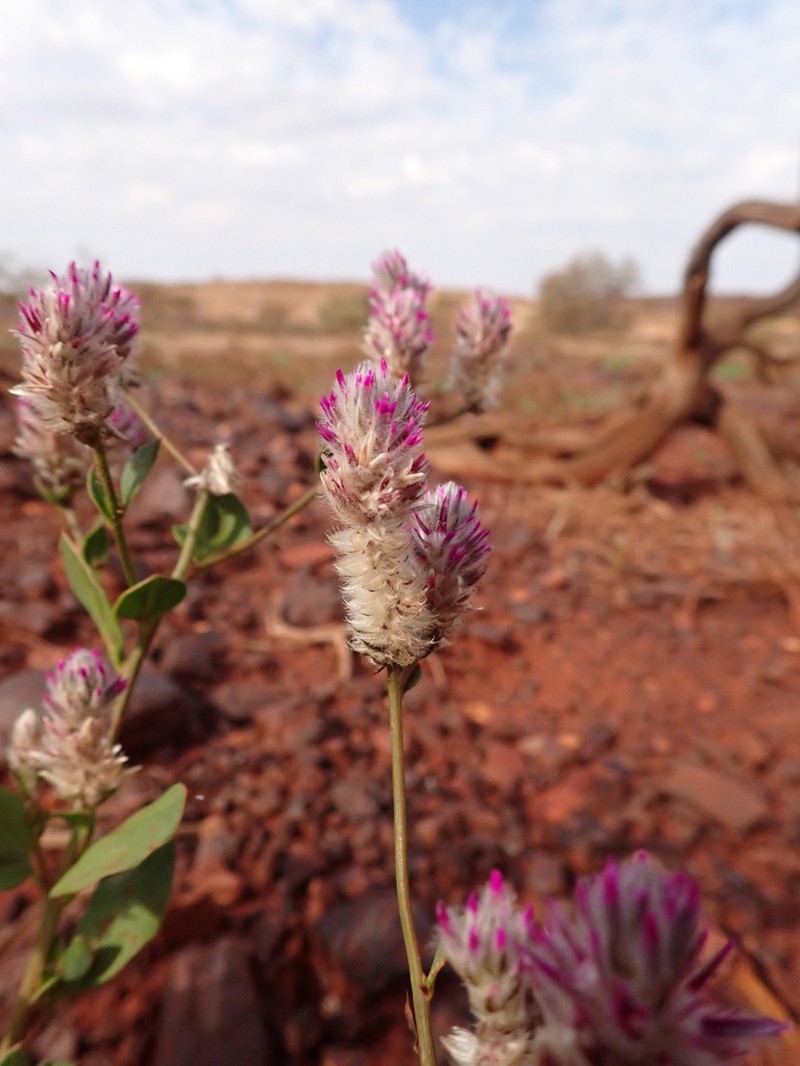 Ptilotus carinatus photo 5