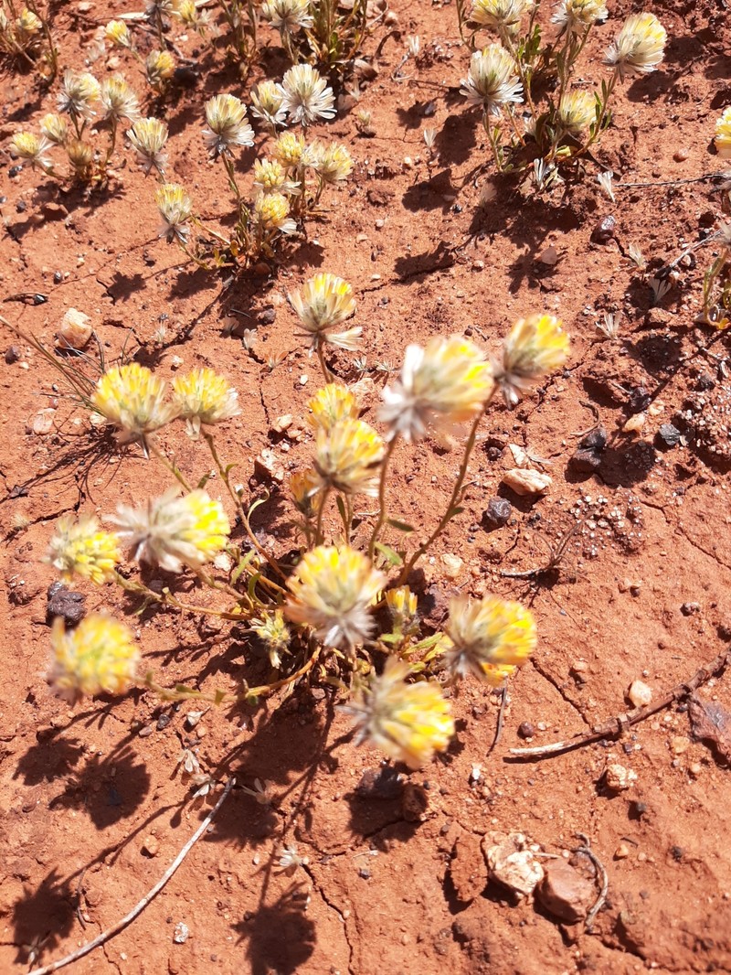 Ptilotus carlsonii photo 3