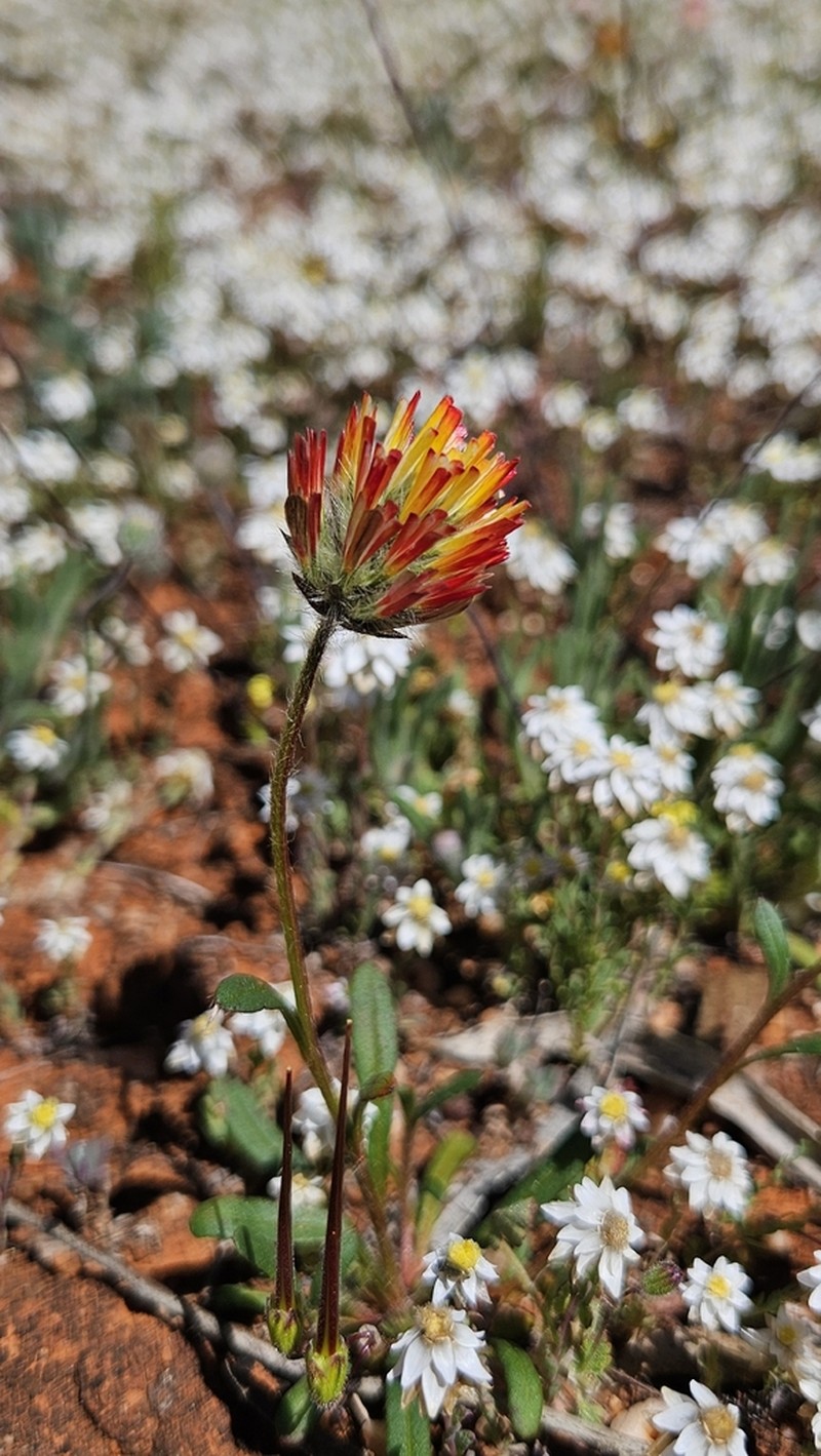 Ptilotus carlsonii photo 5