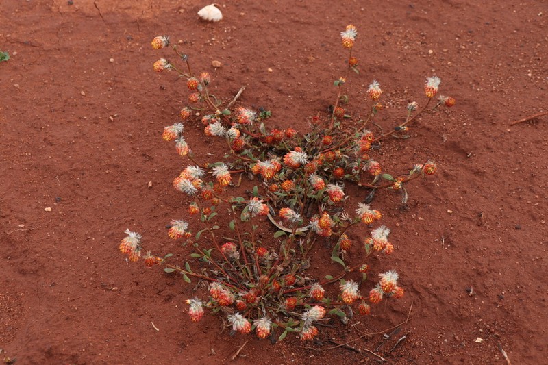 Ptilotus carlsonii photo 6