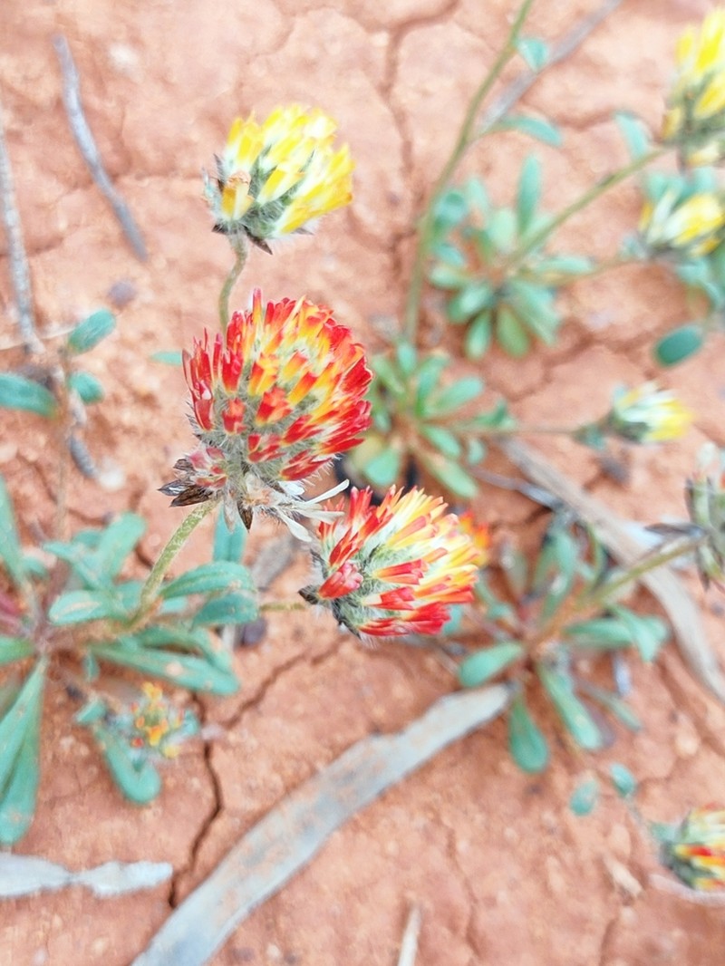 Ptilotus carlsonii photo 7