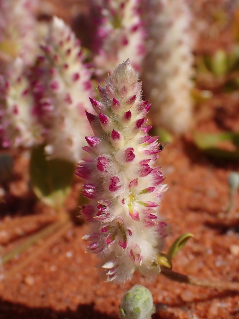 Ptilotus chamaecladus
