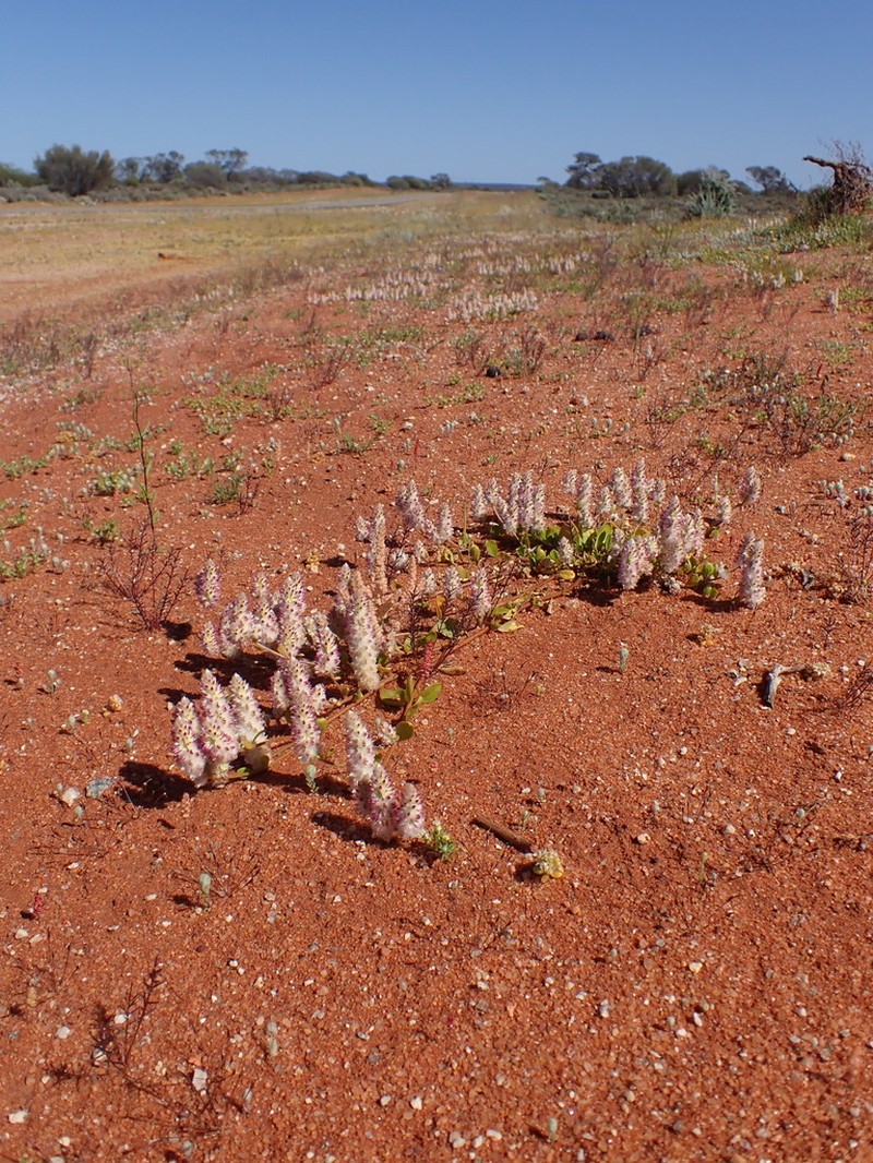 Ptilotus chamaecladus photo 2