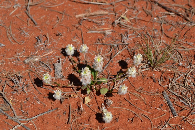 Ptilotus chamaecladus photo 4