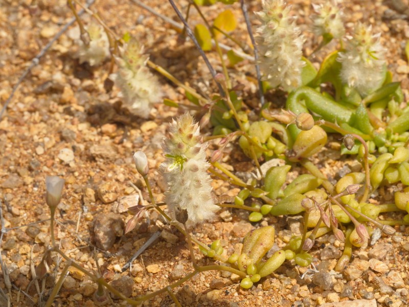 Ptilotus chamaecladus photo 5