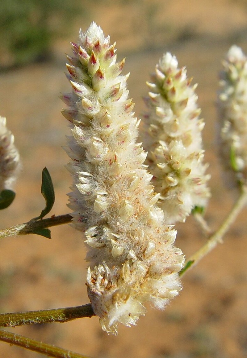 Ptilotus chamaecladus photo 6