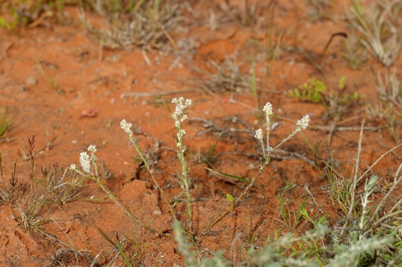 Ptilotus chamaecladus photo 7