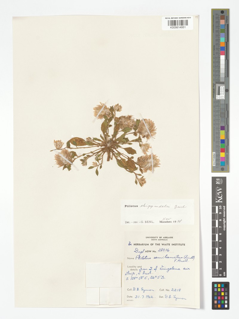 Ptilotus chippendalei