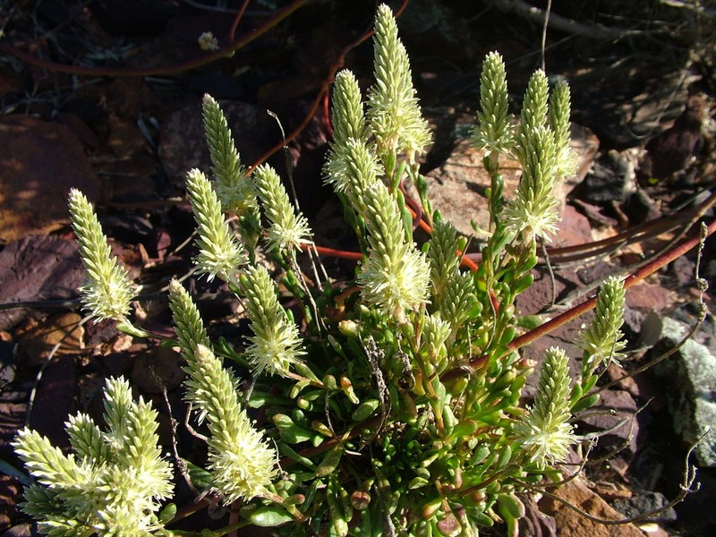 Ptilotus chortophytus photo 2