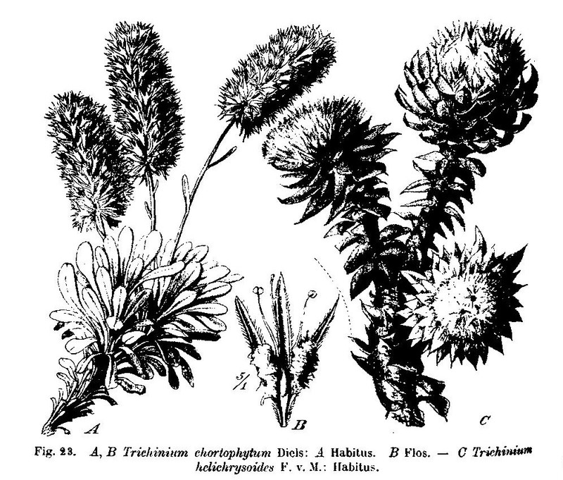 Ptilotus chortophytus