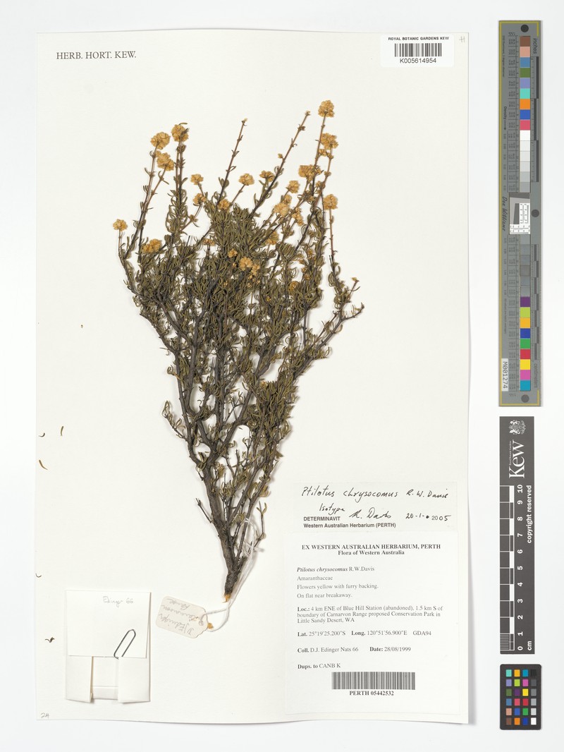 Ptilotus chrysocomus