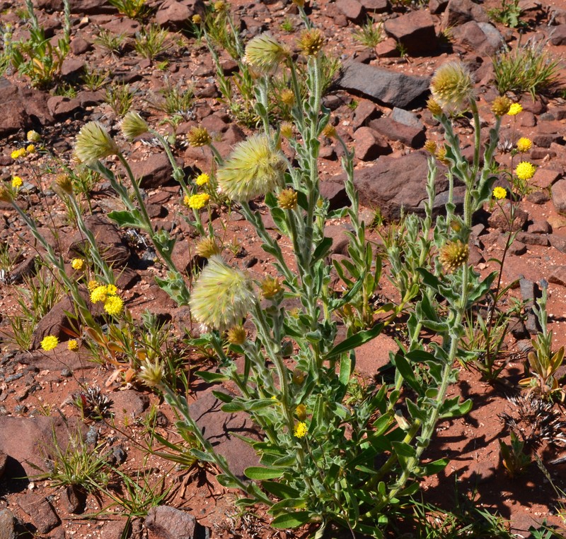 Ptilotus clementii
