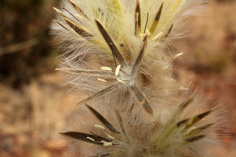 Ptilotus clementii photo 2