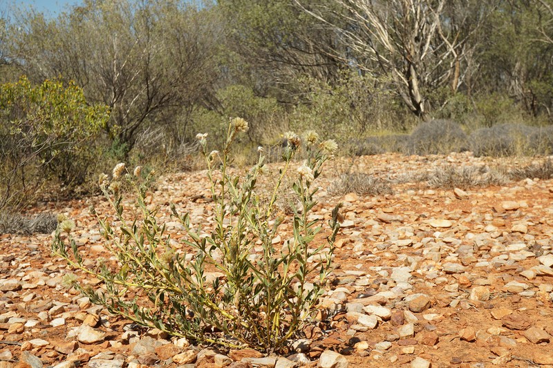Ptilotus clementii photo 3