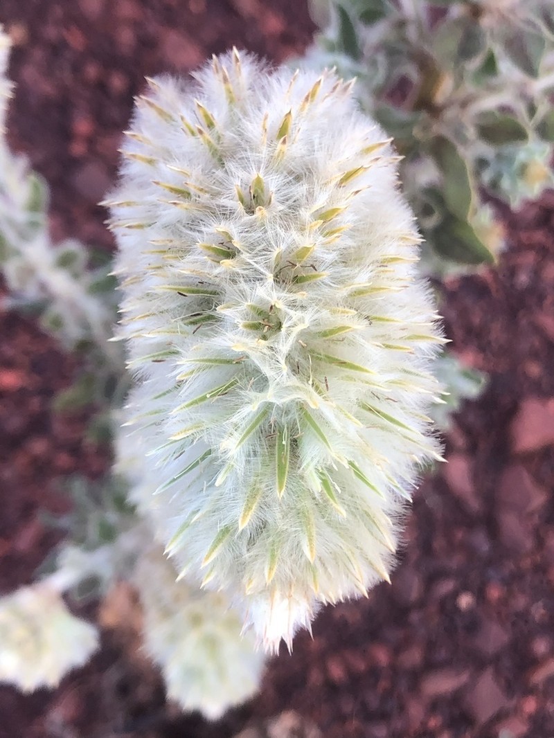 Ptilotus clementii photo 4