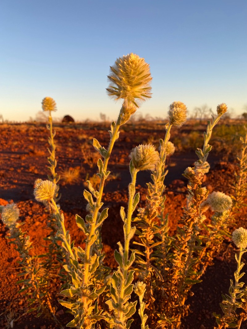Ptilotus clementii photo 6