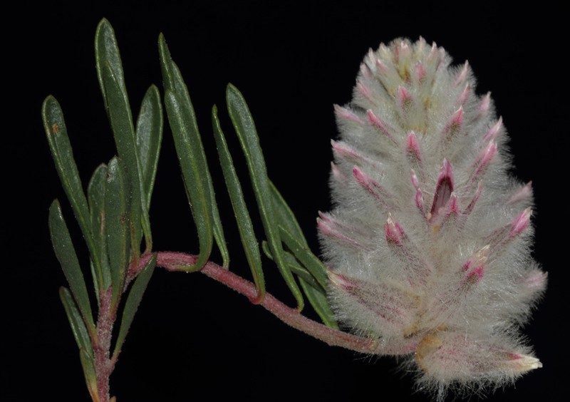 Ptilotus clivicola