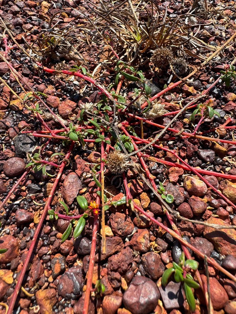 Ptilotus conicus