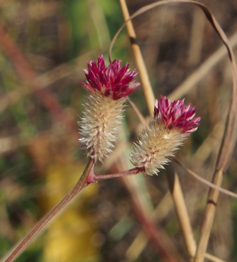 Ptilotus conicus photo 2
