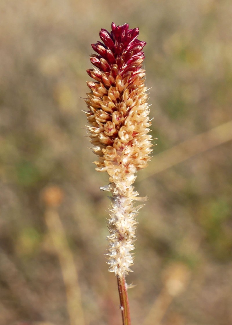Ptilotus conicus photo 3