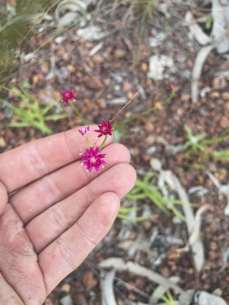 Ptilotus conicus photo 4