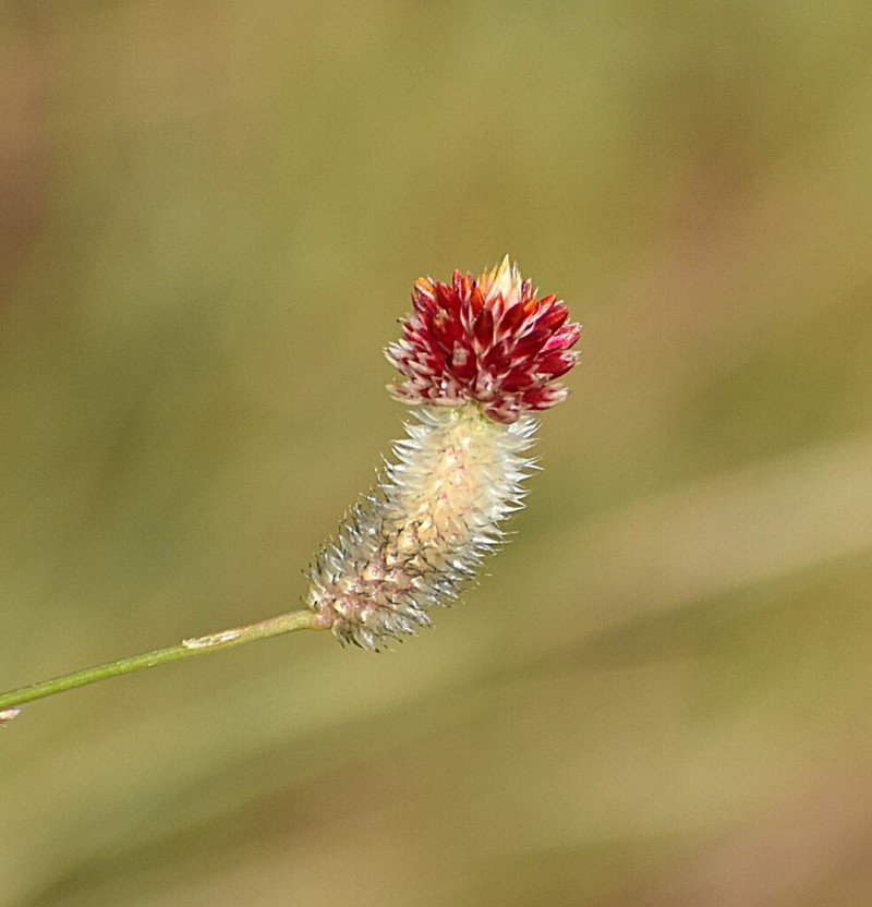 Ptilotus conicus photo 6
