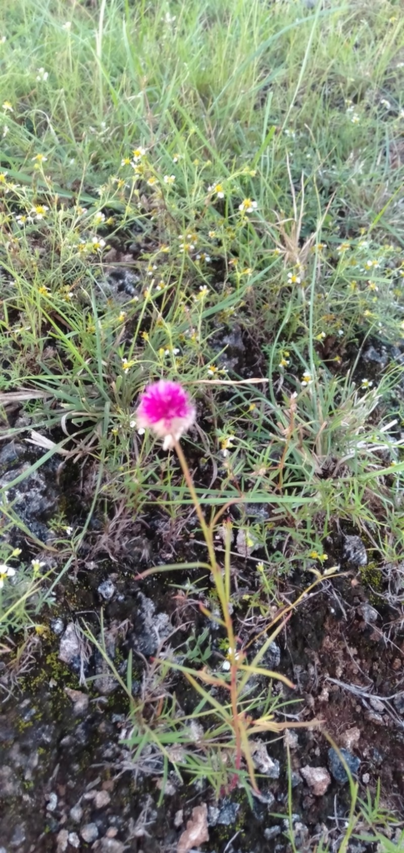 Ptilotus conicus photo 8