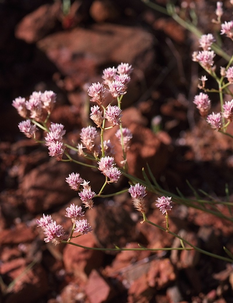 Ptilotus corymbosus