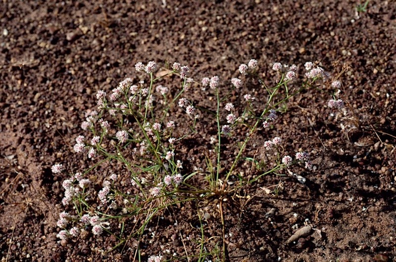 Ptilotus corymbosus photo 2