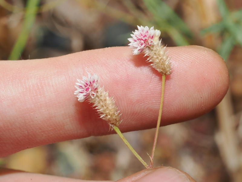 Ptilotus corymbosus photo 3