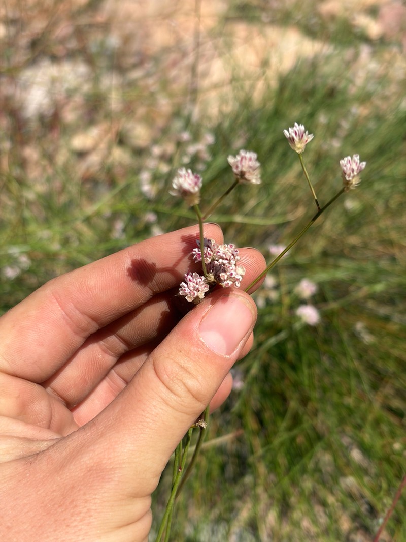 Ptilotus corymbosus photo 4