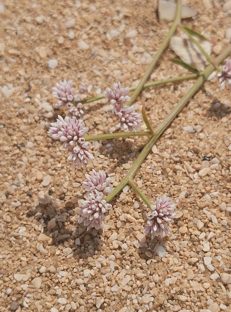 Ptilotus corymbosus photo 5