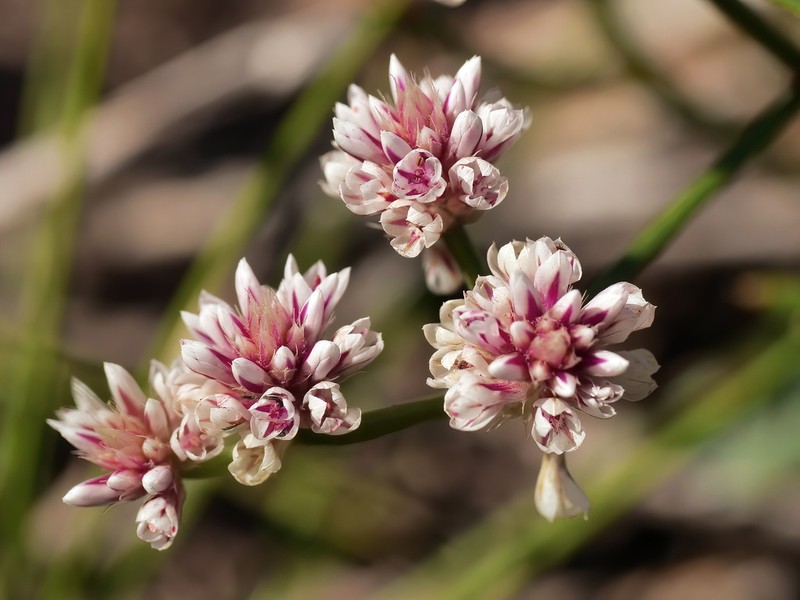 Ptilotus corymbosus photo 6