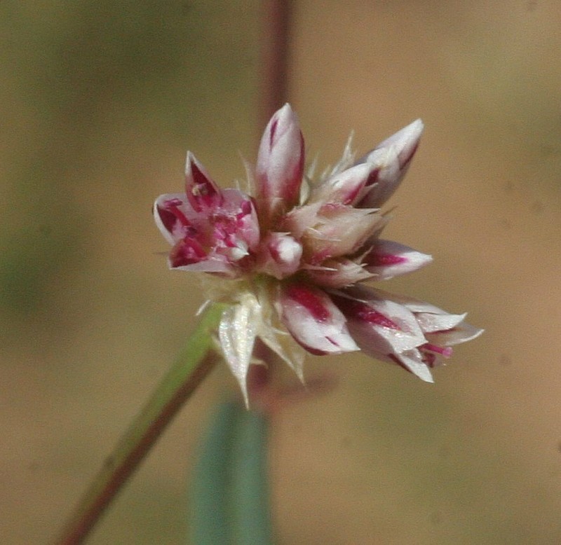 Ptilotus corymbosus photo 7