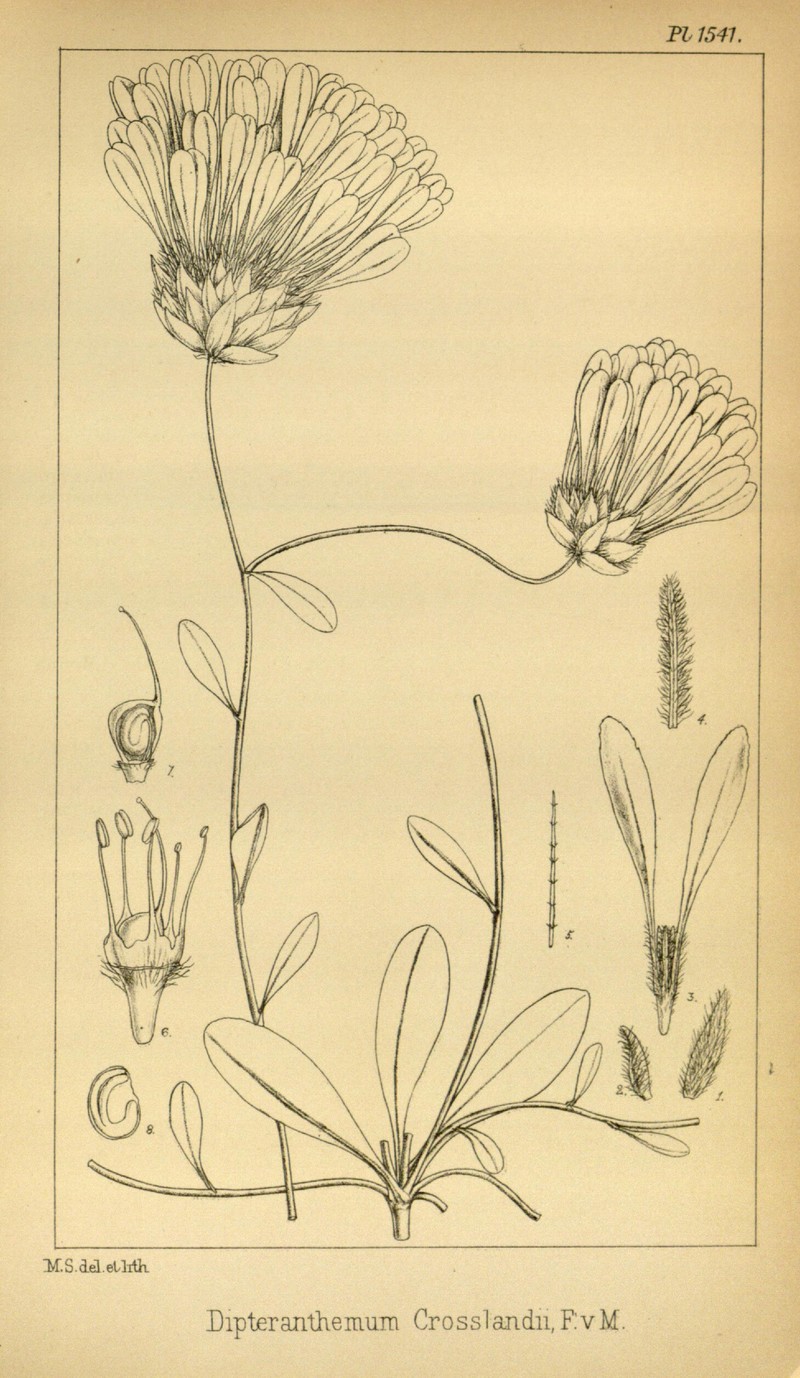 Ptilotus crosslandii