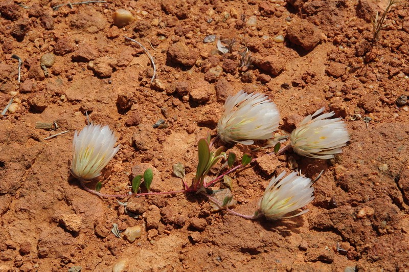 Ptilotus crosslandii photo 2