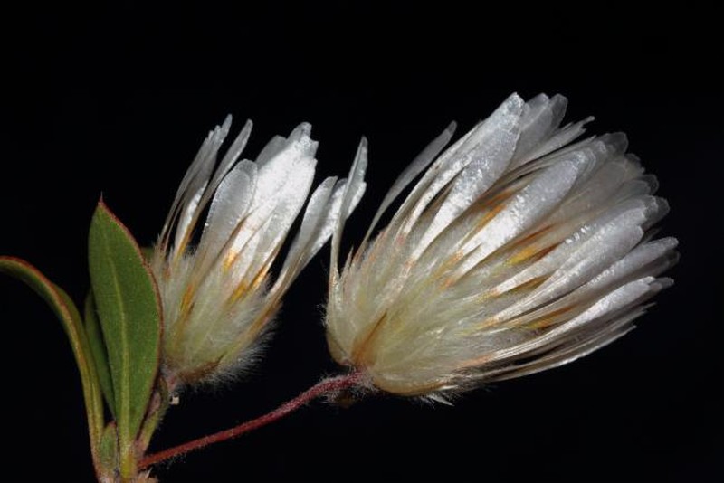 Ptilotus crosslandii photo 3