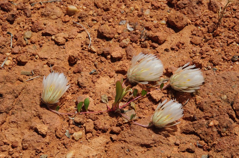 Ptilotus crosslandii photo 4