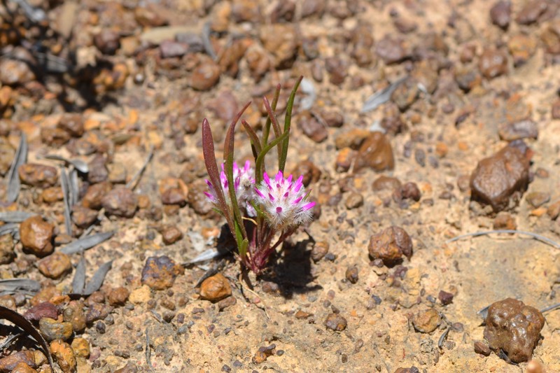 Ptilotus davisii photo 2